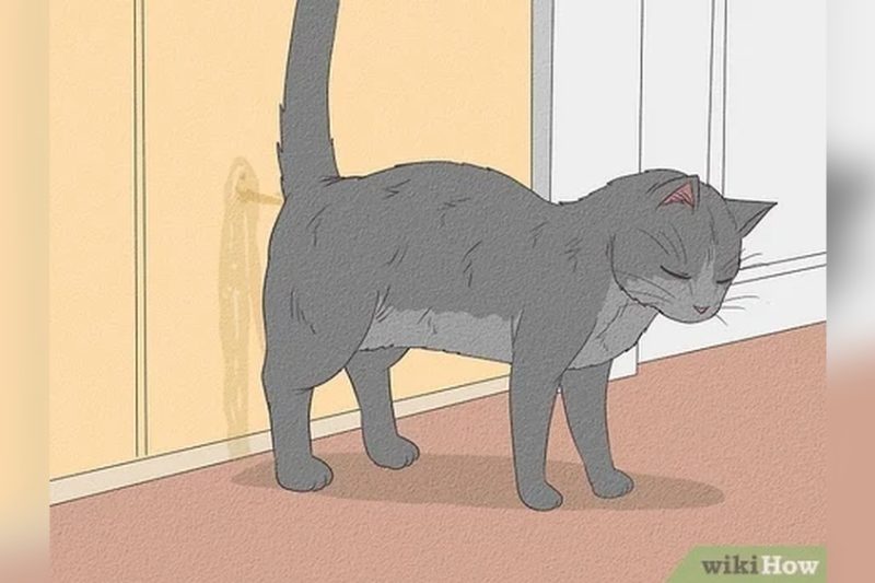 How To Stop A Cat From Peeing In The House: Expert Tips