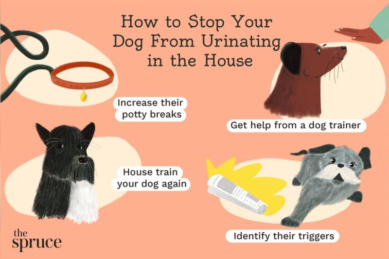 How To Stop Your Dog Peeing In The House: Proven Solutions