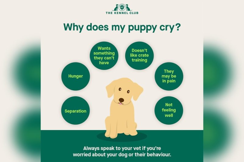 How To Stop Your Puppy Crying At Night: Expert Tips That Work